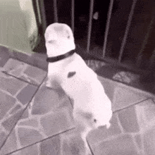 a small white dog is standing on a tiled floor .