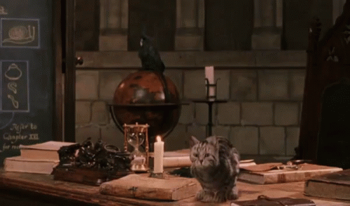 Harry Potter Gatta GIF - Harry Potter Gatta Cat GIFs