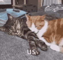 Cute Cats Cuddling GIF - Cute Cats Cuddling Cute Cat GIFs