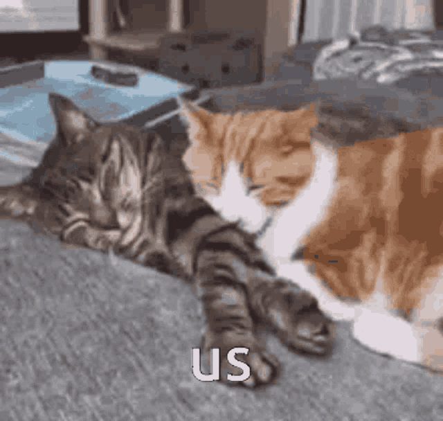 Cute Cats Cuddling GIF - Cute Cats Cuddling Cute Cat - Discover ...