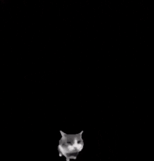 Ultrakill Funny Cat GIF