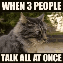Cats When3people Talk All At Once GIF - Cats When3people Talk All At Once Cat GIFs