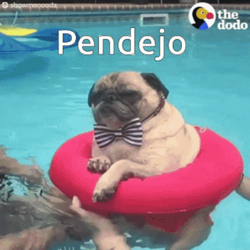 Feline Swimming Pools Sticker - Discover & Share GIFs - Tenor