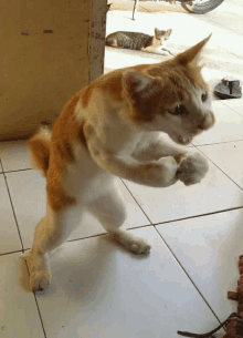 Cat Memes - ANGRY BUNNY CAT - Wattpad