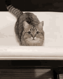 Cute Cat GIF - Cute Cat Jump GIFs