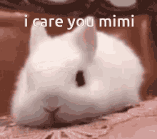 Mimi Miyo GIF - Mimi Miyo Mimi Care GIFs