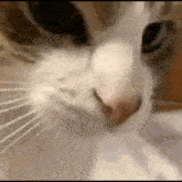 Cat Cat Punch GIF - Cat Cat Punch Punch GIFs