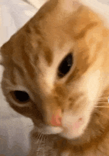 a close up of an orange cat 's face looking at the camera .