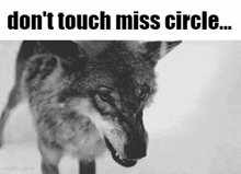 Miss Circle Wolf GIF - Miss Circle Wolf Dont Touch GIFs