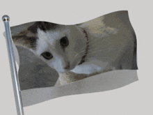 Cat Daisy Cat GIF - Cat Daisy Cat Cat Flag GIFs