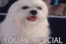 Youre Special Cute GIF - Youre Special Cute Puppy GIFs