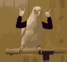Lolol Parrot GIF - Lolol Parrot Memes GIFs