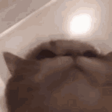 Cat Django GIF - Cat Django Music GIFs