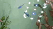Medaka Ricefish GIF - Medaka Ricefish Oryzias Latipes GIFs
