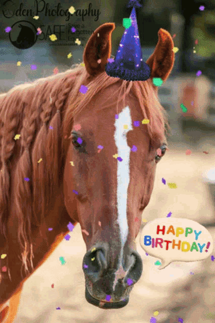 happy birthday horse pictures