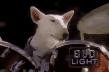 Drums Bud Light GIF - Drums Bud Light Dog GIFs