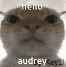 Hello Audrey Auparis GIF - Hello Audrey Auparis GIFs