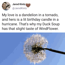 Love Dandelion GIF - Love Dandelion Duck Soup GIFs