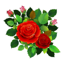 maurya roses