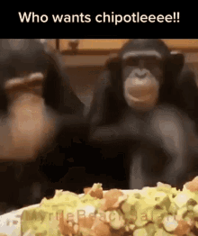 Monkey Chipotle GIF - Monkey Chipotle Ape GIFs
