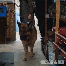Inspecting The Area Rex GIF - Inspecting The Area Rex Diesel Vom Burgimwald GIFs