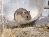 Hamster Summersault GIF - Hamster Summersault Flip GIFs