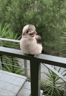 Kookaburra GIF - Kookaburra GIFs