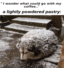 a husky dog covered in snow with a caption that says " i wonder what could go with my coffee "