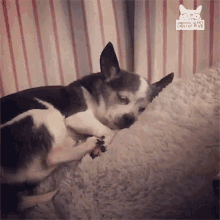 Dead Tired Exhausted GIF - Dead Tired Exhausted Dog GIFs