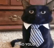 a black cat is wearing a tie and collar .