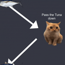 Cat Pass Down GIF - Cat Pass Down GIFs