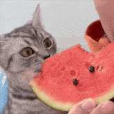 a cat looking at a slice of watermelon