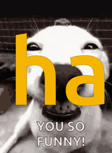 a picture of a dog with the word ha on it