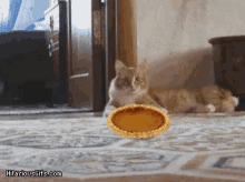 Pumpkin Pie Cats GIF - Pumpkin Pie Cats Funny Animal GIFs