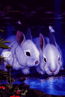 Bunnies Rabbit GIF - Bunnies Rabbit Drink GIFs