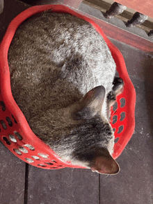 a cat is sleeping in a red basket on a wooden floor