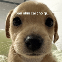 a close up of a puppy with the words ban nhìn cai cho gi on it