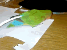 This Bird Doesn'T Like Her Tail Short So She Does A Bit Of #diy And Makes It Longer All By Herself! GIF - Birds Diy GIFs