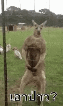 kangaroo muscle delinquent
