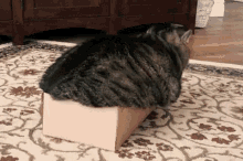 curves fat cat box broken box
