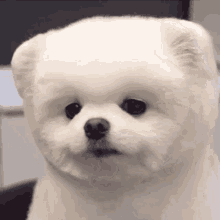 Cute Dog Cute Puppy GIF - Cute Dog Cute Puppy GIFs