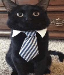 a black cat wearing a blue and white striped tie and white collar