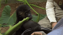 Eating How One Orphaned Gorilla Inspired Her To Save Hundreds More GIF - Eating How One Orphaned Gorilla Inspired Her To Save Hundreds More World Gorilla Day GIFs