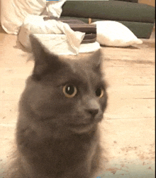 a gray cat with yellow eyes is sitting on a wooden floor looking at the camera