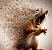 a squirrel with its mouth open and a lot of dust coming out of it 's mouth .