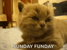 Sunday Funday GIF - Sunday Funday Cute GIFs