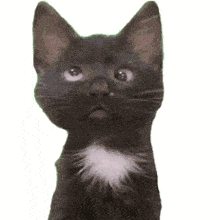 a black cat with a white spot on its chest is looking up