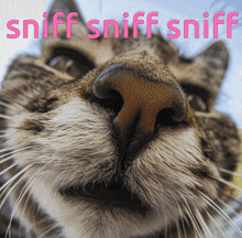 Kitty Cat GIF - Kitty Cat Sniff GIFs