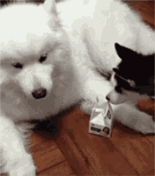 牛奶 狗狗 小狗 GIF - Milk Puppy Dog GIFs
