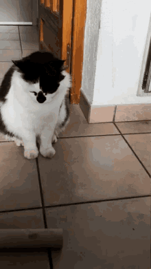 Cat Speedythecat GIF - Cat Speedythecat Speedy GIFs